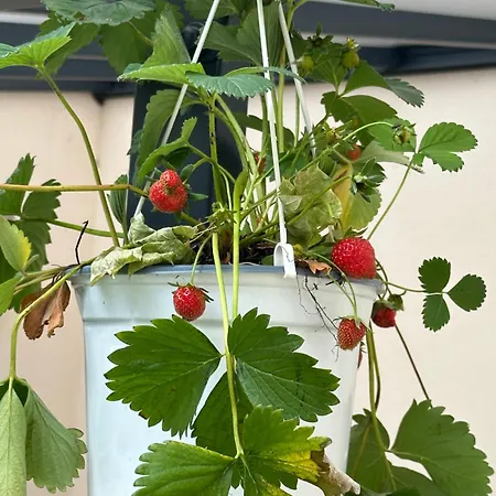 Daire Villarina Dresden