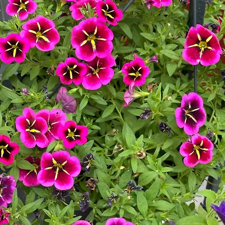 Villarina Appartement