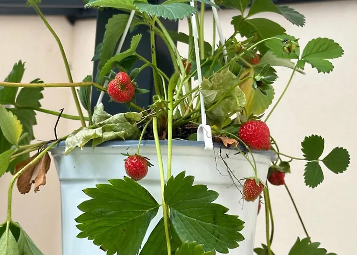 Appartement Villarina Dresden