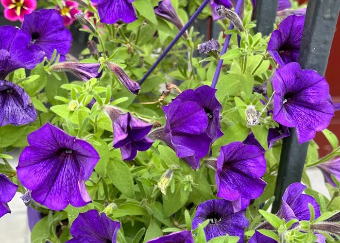 Villarina Appartement *