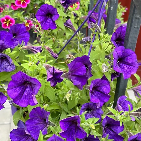 Villarina Apartment *